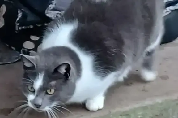 Chat tatoué retrouvé à Autry - photo