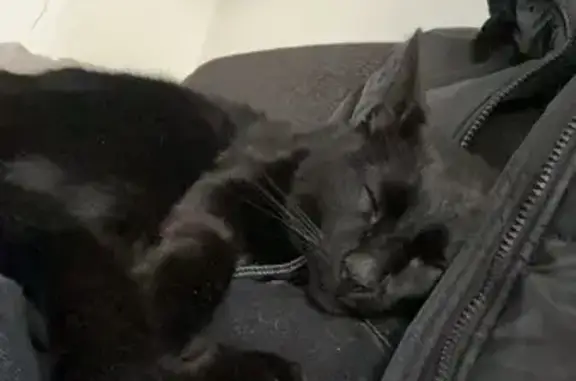 Chat perdu, Mende, photo: Chat noir récemment adopté disparu