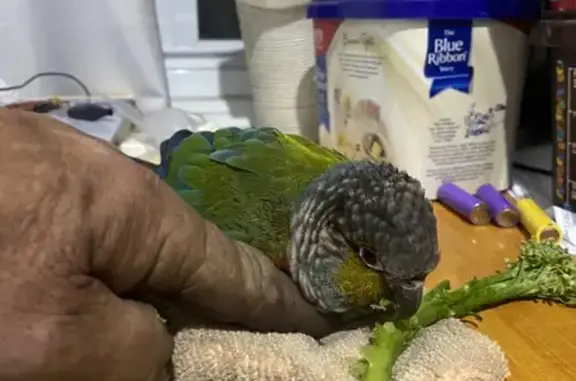 Lost Pet Alert: Tame Bird on D...