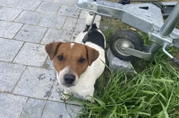 Chien trouvé , photo: Jack Russel perdu - Sars 59230