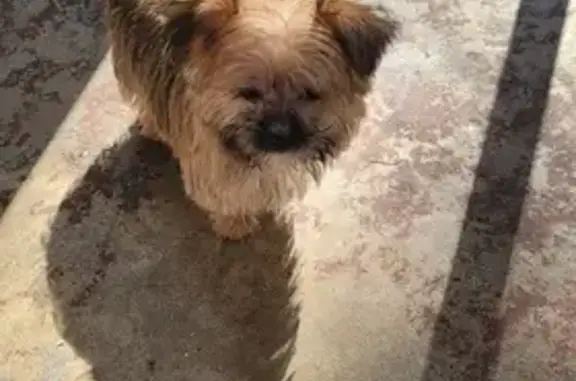 Lost Morkie Puppy in Savannah - Help!