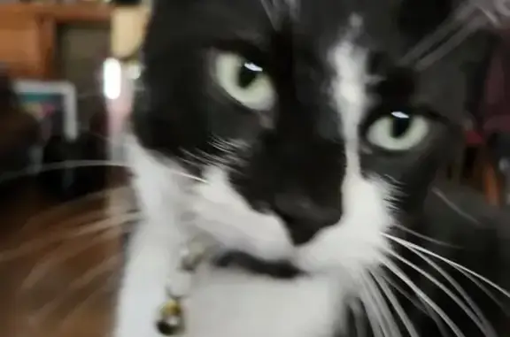 Lost Tuxedo Cat Bo - Oak St, KCMO | Help!