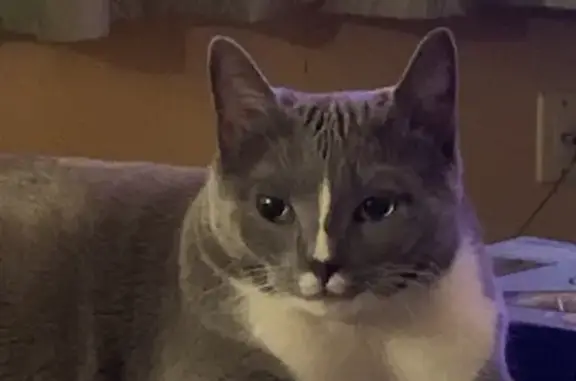 Lost Grey & White Cat - Newport News Area!