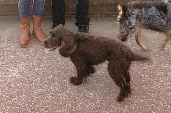 Chien perdu Le Touquet-Paris-Plage, photo : Alerte: Cocker Anglais Perdu, 59 Le Touquet