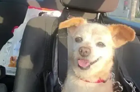 Lost Senior Chihuahua-Terrier in Downey!