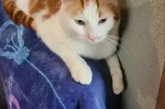 Chat roux et blanc trouvé - photo