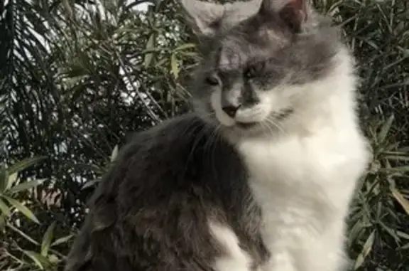 Animaux perdus La Garde, photo: Chat gris-blanc perdu - La Garde
