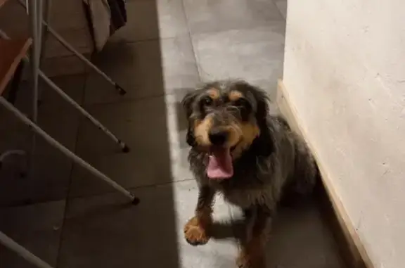 Chien croisé griffon retrouvé - photo
