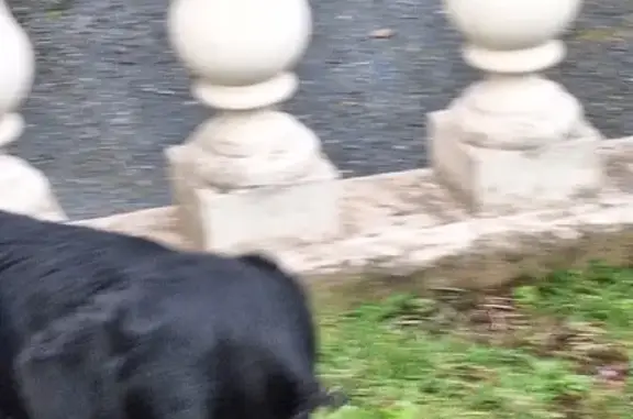 Chien noir amaigri trouvé à Moncé - photo