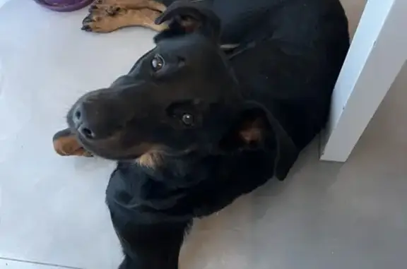 Chien perdu Hérouvillette, photo : Beauceronne perdue, noire et feu