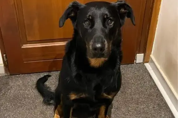 Luna, chienne affectueuse perdue - photo