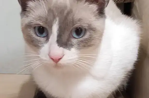 Animaux perdus , photo: Chat perdu à Moulézan - Aidez-nous!