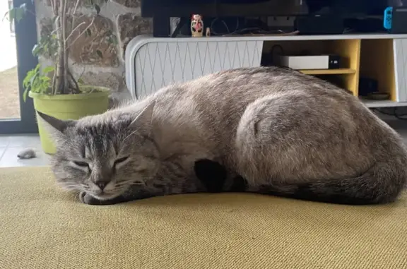 Animaux perdus , photo: Rhéa, Chatte Grise/Blanche Perdue
