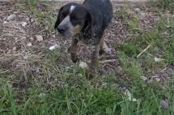 Chiot noir maigre trouvé à Nîmes - photo