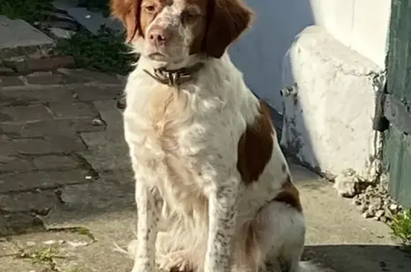 Chien perdu , photo : Épagneul Breton suivi homme