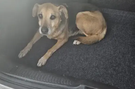 Chien trouvé Mertzwiller, photo: Chien perdu à Mertzwiller