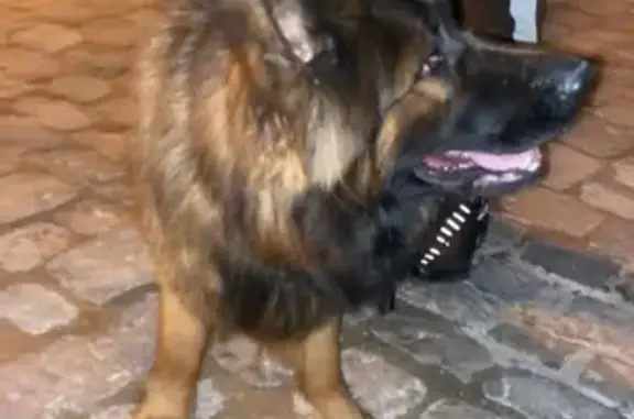 Chiot Berger allemand retrouvé - photo