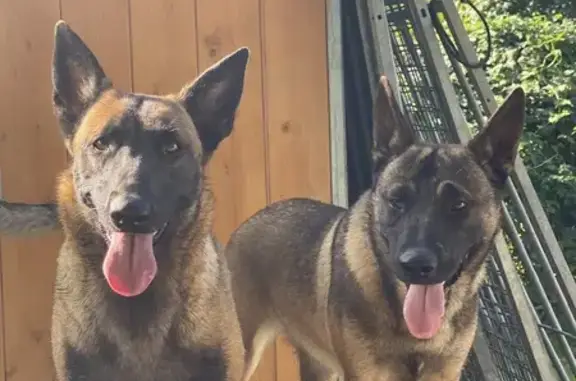 Animaux perdus , photo: Alerte: 2 Malinoises Perdues