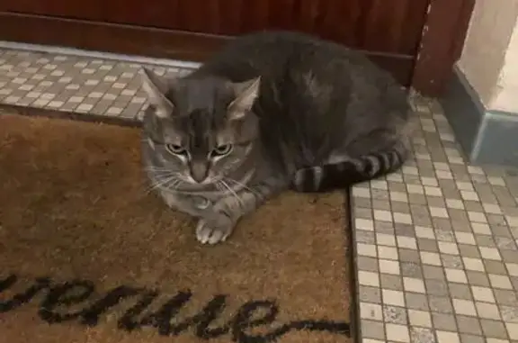 Chaton gris trouvé Grande Rue 8 - photo