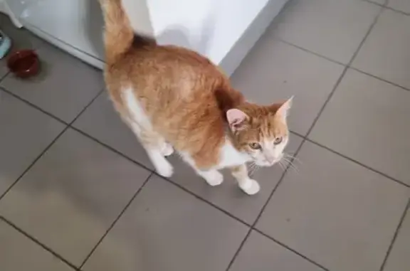 Chat perdu retrouvé à Cormelles - photo