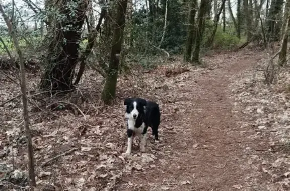 Animaux trouvés , photo: Chien perdu à Kerjumais, Questembert