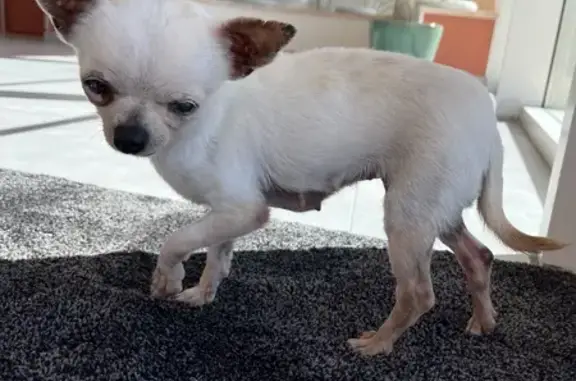 Chihuahua blanc crème perdu - photo