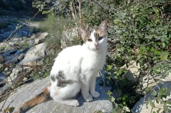Chat trouvé Sorède, photo: Chat tricolore perdu à Sorède
