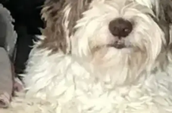 Chien perdu Azé, photo : Chien diabétique aveugle perdu