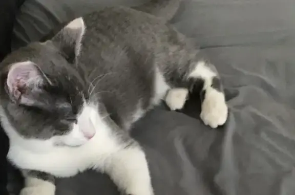 Lost Grey & White Cat: Friendly, Shy - Maple Shade