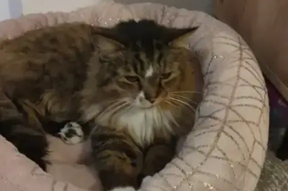 Chat affectueux trouvé à Vernouillet - photo