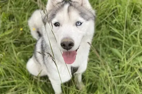 Chien perdu Saint-Brieuc, photo : Alerte: Chien bicolore vairon fugué