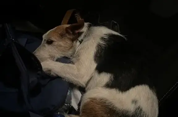 Chienne fox terrier trouvée - photo