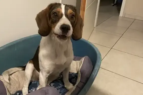 Trouvée: Chienne Beagle-Griffon - photo