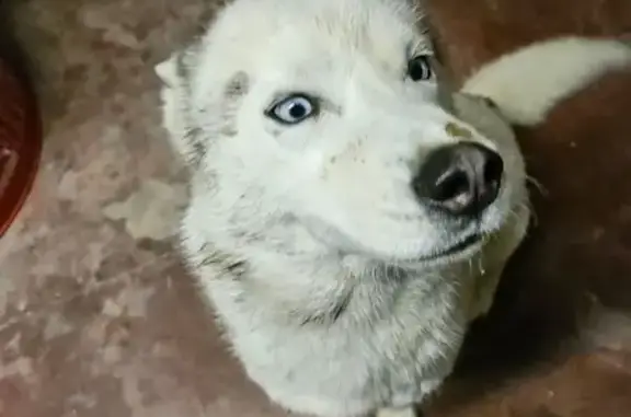 Chien husky bleu trouvé à Viviers - photo