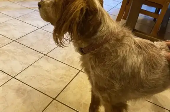 Trouvaille canine à Chamoux-sur-Gelon - photo