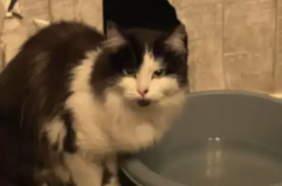 Chatte sociable noire et blanche trouvée - photo
