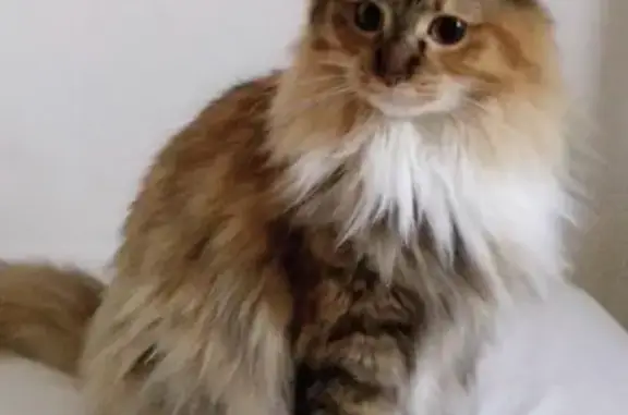 Animaux perdus Strasbourg, photo: Chatte Paupiette perdue à Strasbourg