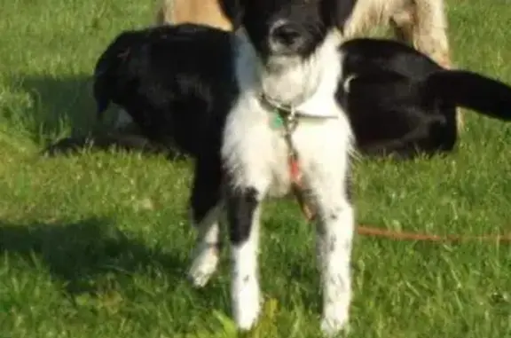 Chien perdu Davézieux, photo : Chien peureux perdu à Davézieux
