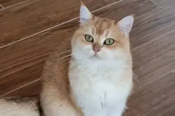 Animaux perdus Saint-Jean-de-Soudain, photo: Chat Roupie/Mimi perdu - 24 mars