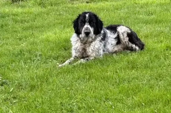 Chien perdu retrouvé à Arleux - photo