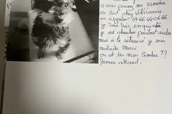 Chien perdu La Pacaudière, photo : Appel: Petit York Simba perdu
