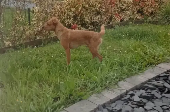 Chiot égaré à Bellevue - photo