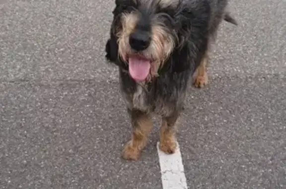 Chien sociable Aimé trouvé - photo