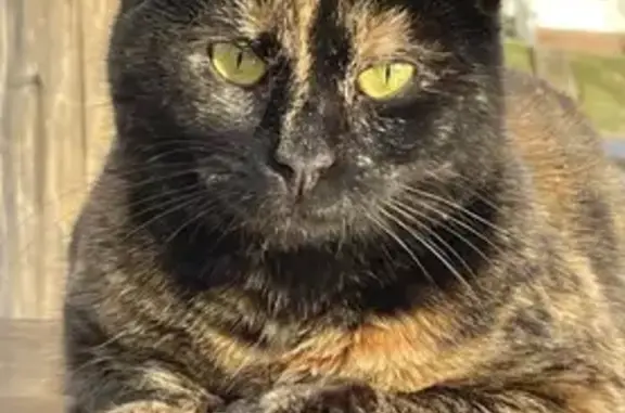 Lost Tortie Cat Sophie - Help Find Her!