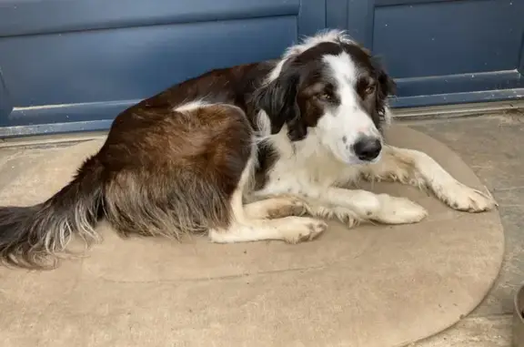 Chien perdu , photo : Alerte: Duo Border Collies Fugue
