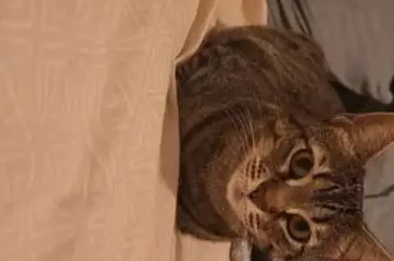 Chat perdu, Marseille Bompard, photo: Chat perdu à Marseille, Montée 4