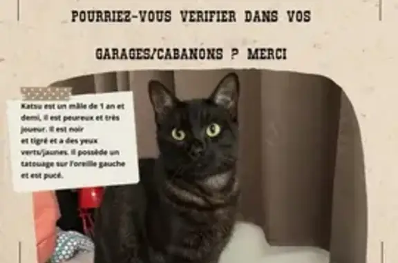 Animaux perdus Toulouse, photo: Chat tigré perdu à Toulouse