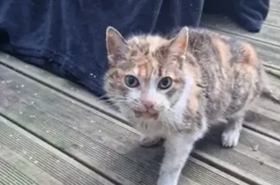 Chat perdu à St-Étienne retrouvé - photo