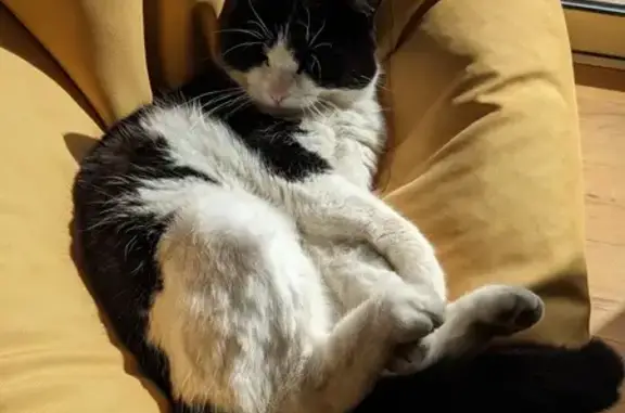 Animaux perdus Valence, photo: Chatte noire/blanche perdue à Valence