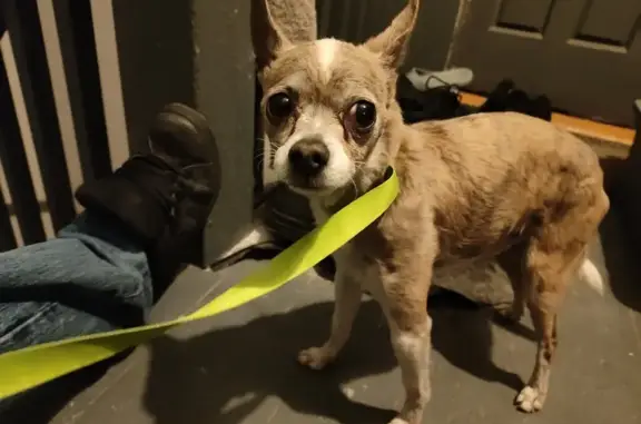 Lost Chihuahua Found - West Haddon Ave, Chicago!